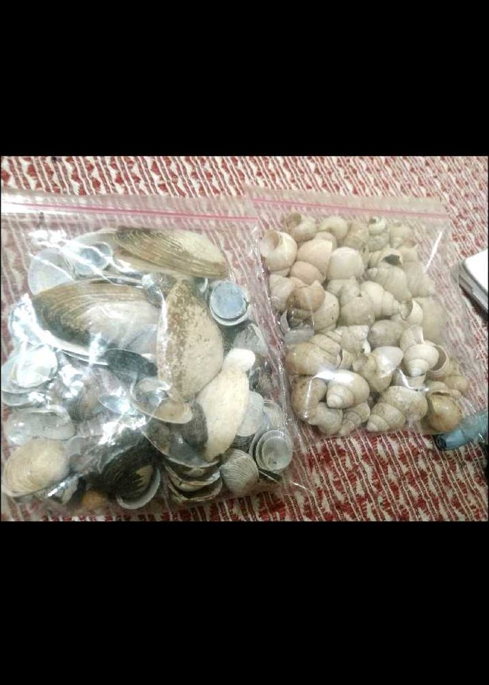 Bulk Seashells for Crafting &amp; Decor