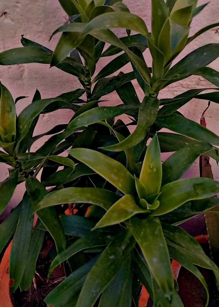 Dracaena Indoor Air Purifier Plant