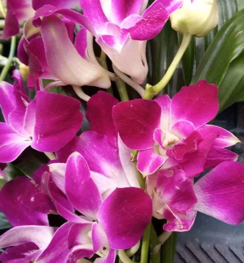 Orchid