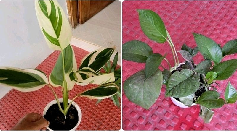 Pack 2 Nevernever &amp; Money Plant 🌵&amp; Pot