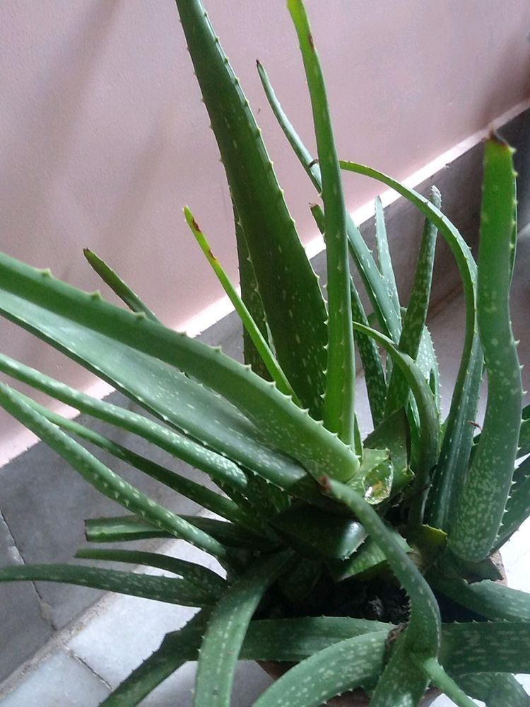 Fresh Aloe vera plants With Pot in stock