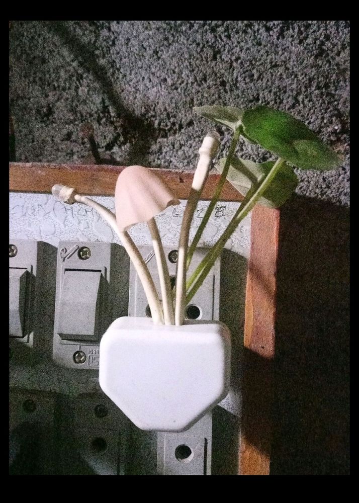 Mushroom Light