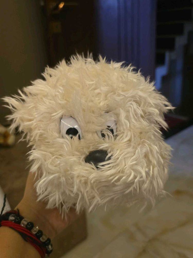 Cute Fluffy Dog