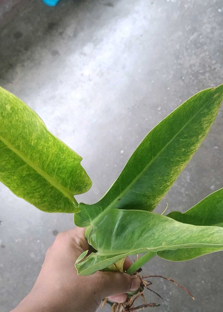 Philodendron golden calkins