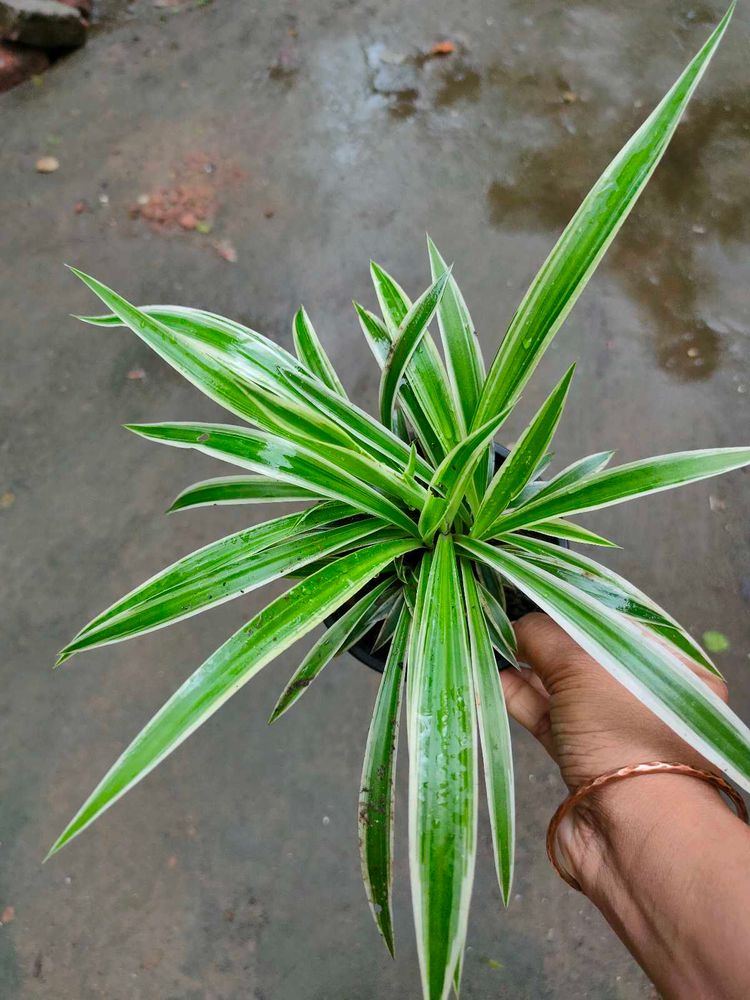 Variegated Spider Plant