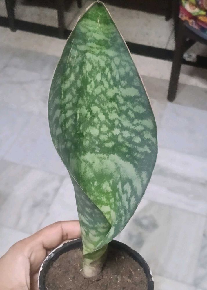 Beautiful whale fin Snake Plant