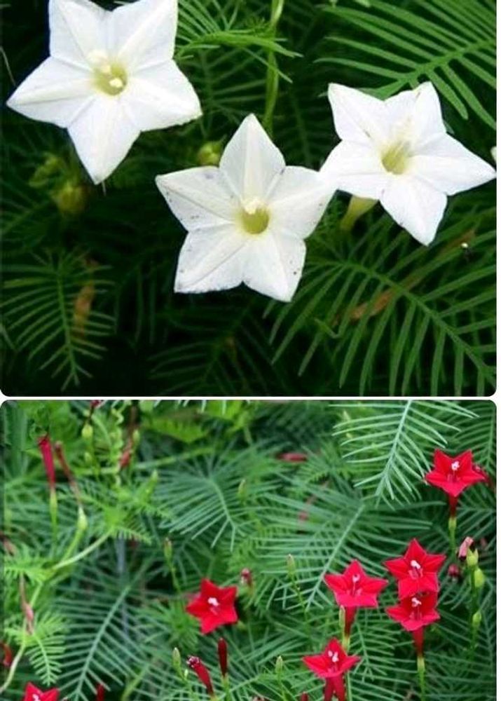Seeds-Plant Combo