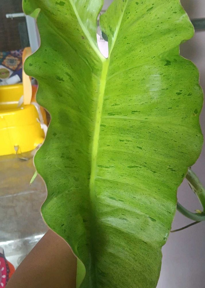 Paraiso Verde cutting
