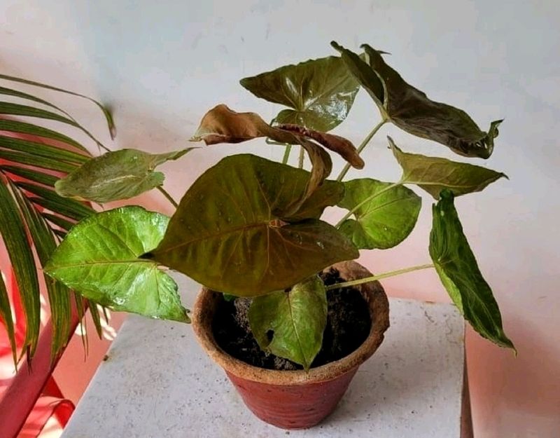 arrowhead Vine Plant🌵&amp; Pot