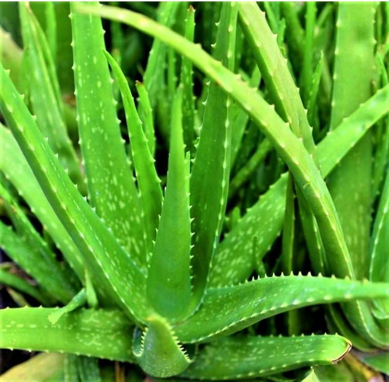 Healthy Aloe Vera Plant without Pot