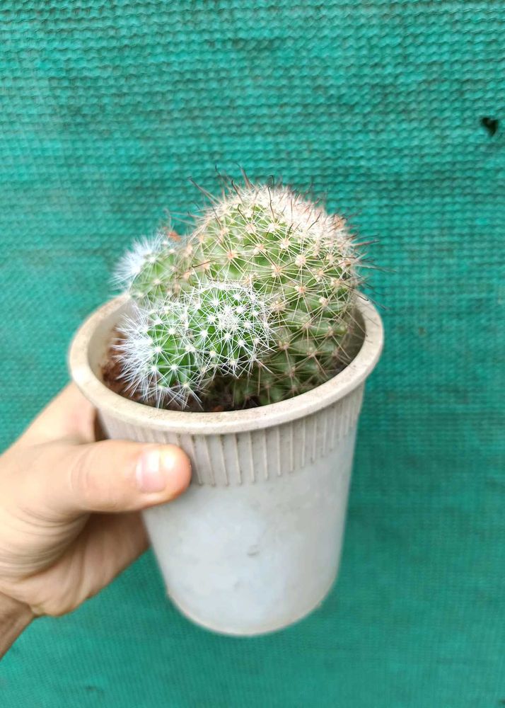 Mammillaria Cactus