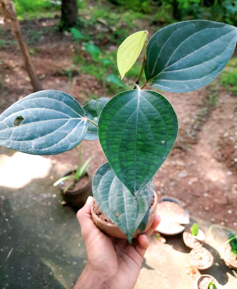 Two pepper Plants (Kaali Mirch)