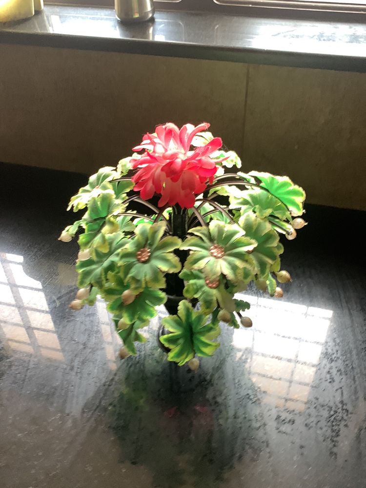 Flower Show