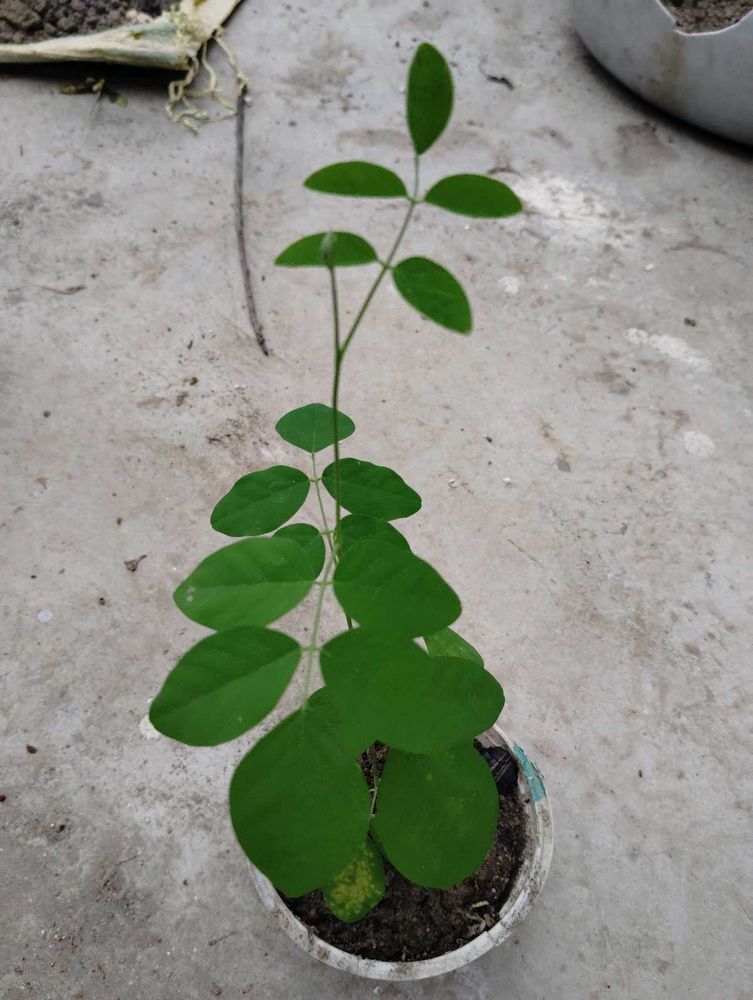 Combo Of aprajita plant And Wedelia