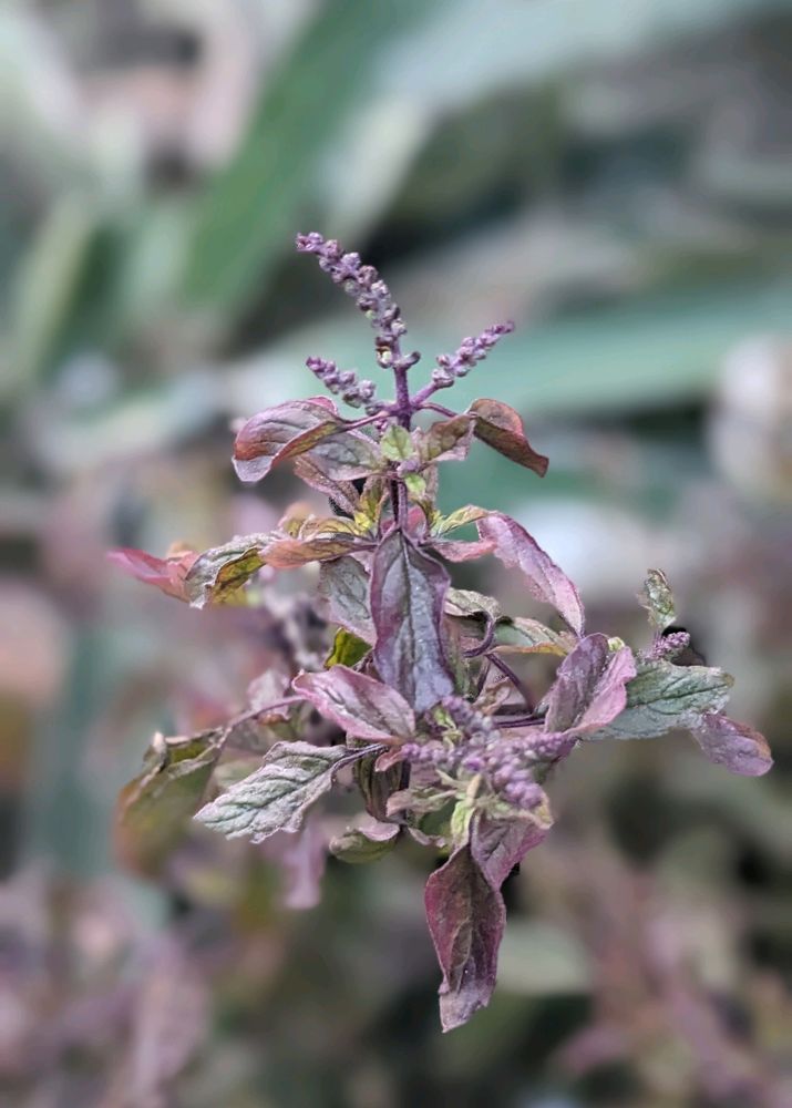 BLACK TULSI