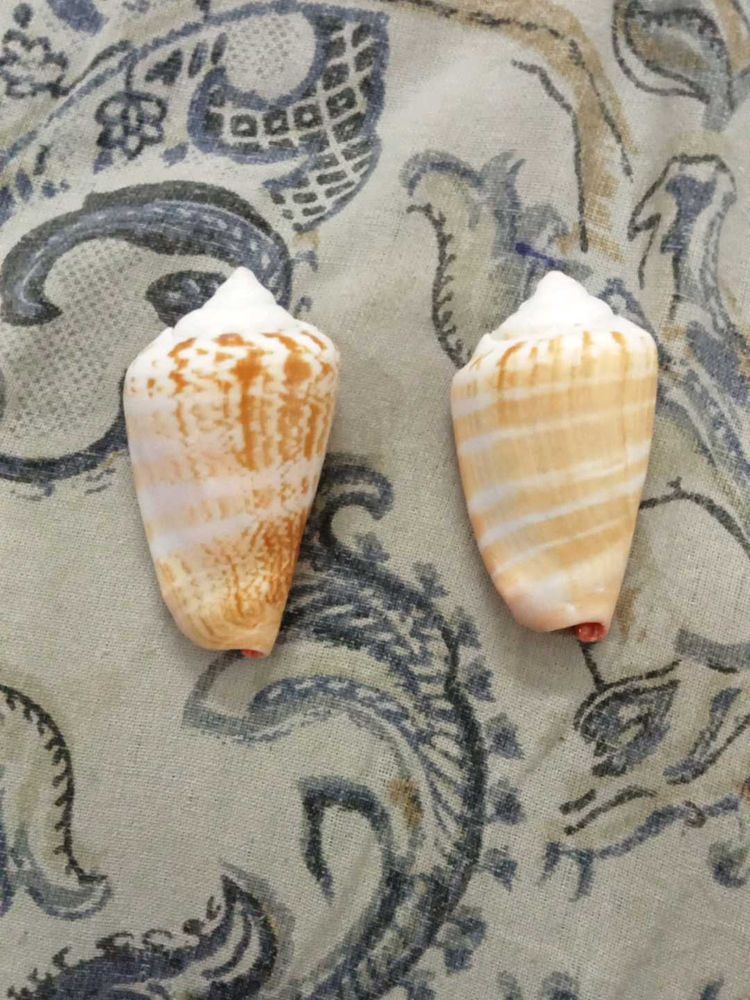 2 strawberry conch ,strombidae