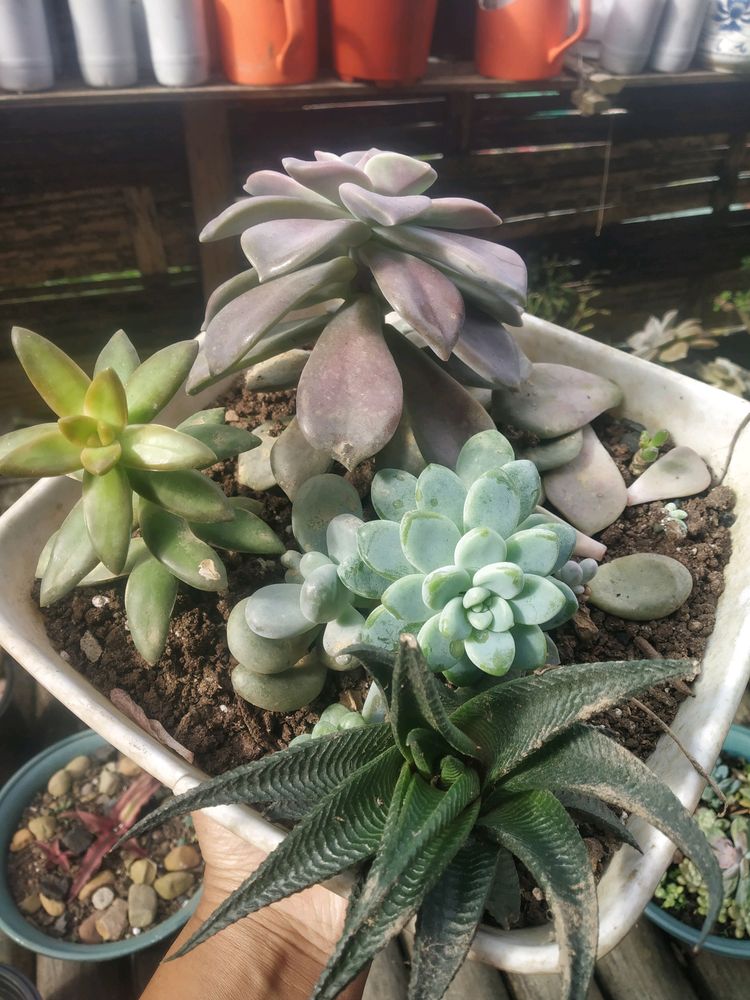 5 Big Succulent Combo