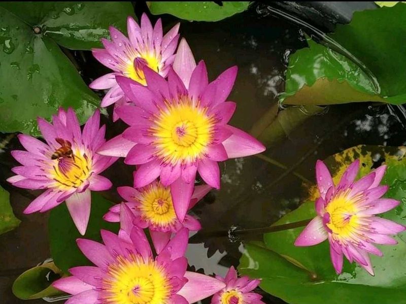 ruby water lily