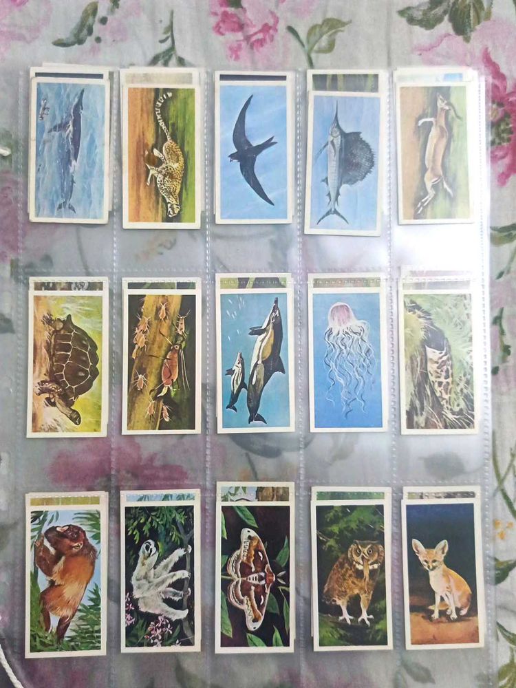 Cigrate Cards Collection