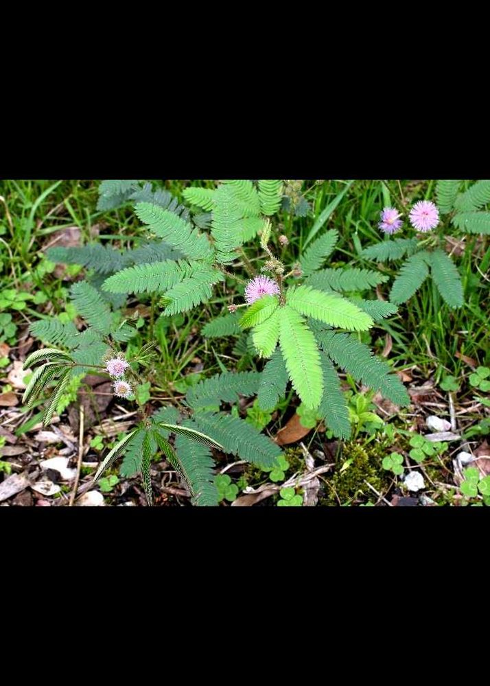 Live Plant, tach me not plant ,chui mui