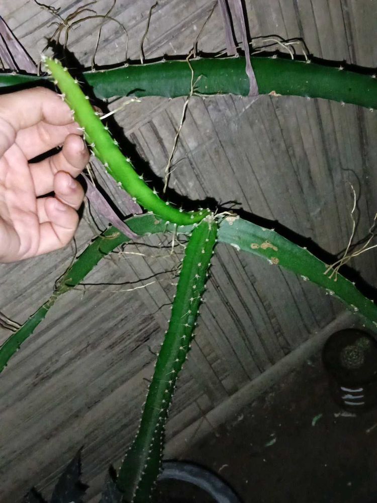 Dragon Fruit Plant