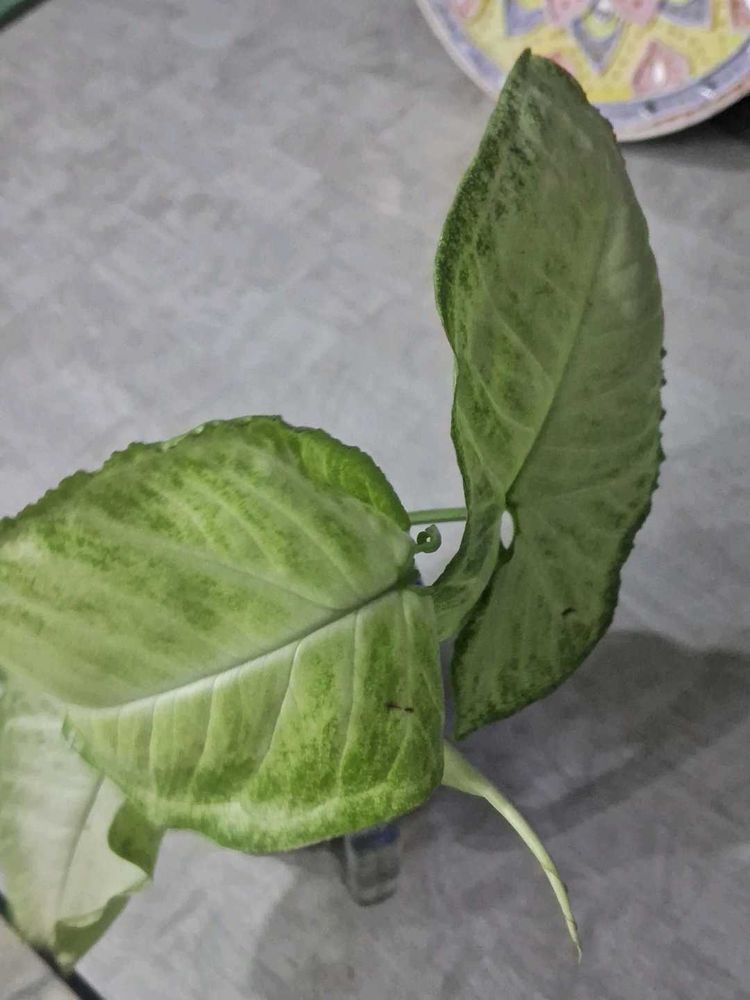 Live Syngonium Plant Cutting