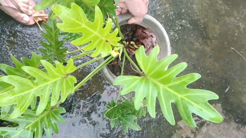 Philodendron golden Xanadu  Plant
