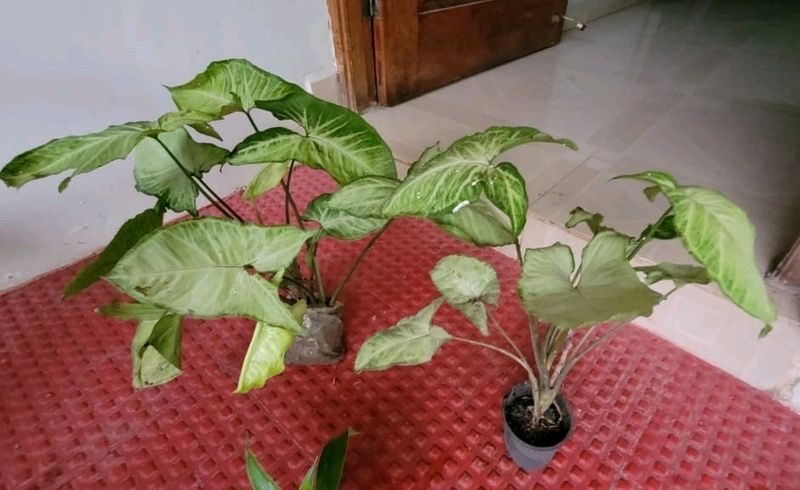 Pack 2 arrowhead plant 🌵 &amp; pot