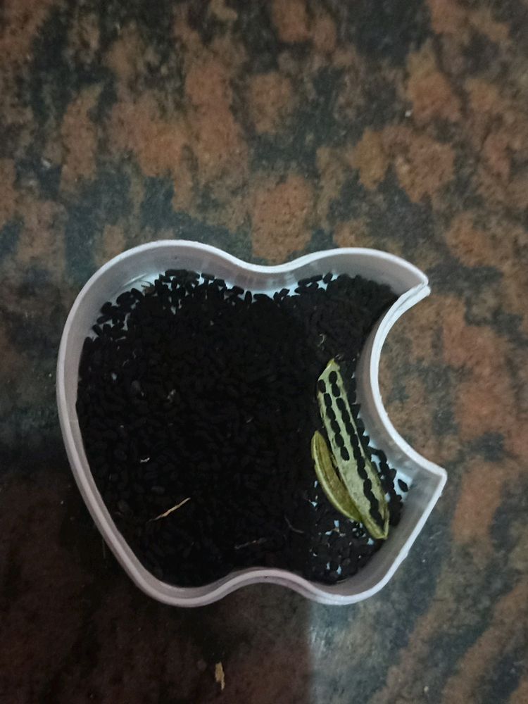 सदाबहार पौधे के गुलाबी और सफेद  Seeds