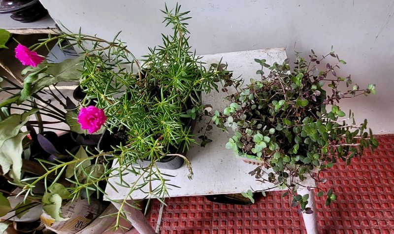 Pack 2.Portulaca grandiflora &amp; Pilea Depressa Pla