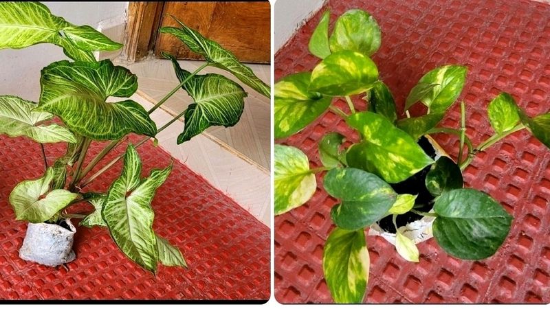 Pack 2 Evergreen Money &amp; Arrowhead Plant 🪴