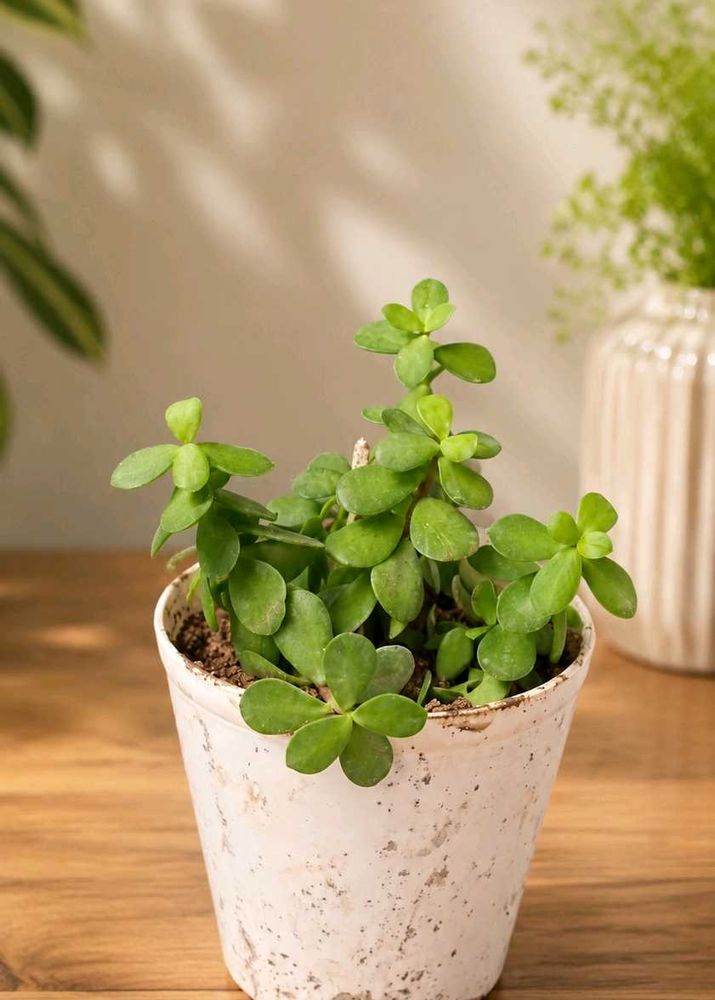Live jade plant with pot