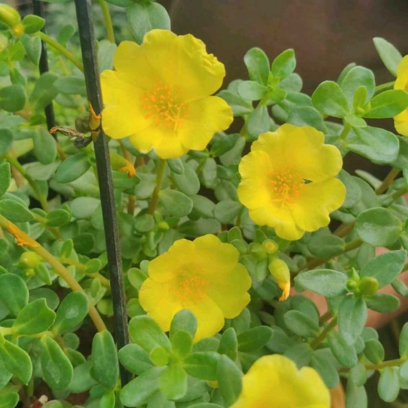 combo of portulaca and money plant