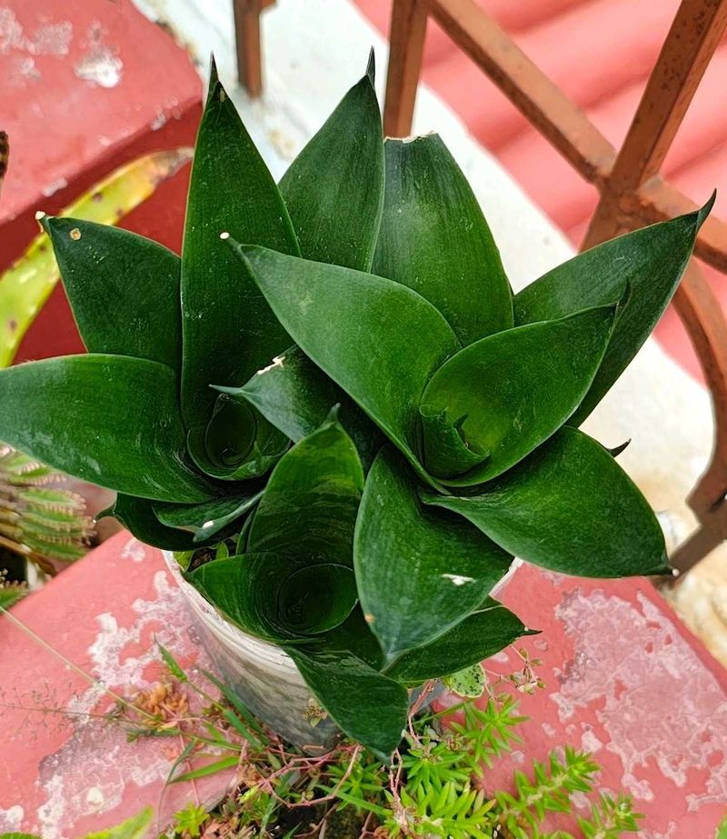 Snake Plant - Sansevieria