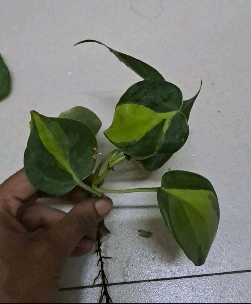 BESTSELLER 🌿🌿  Philodendron Brasil