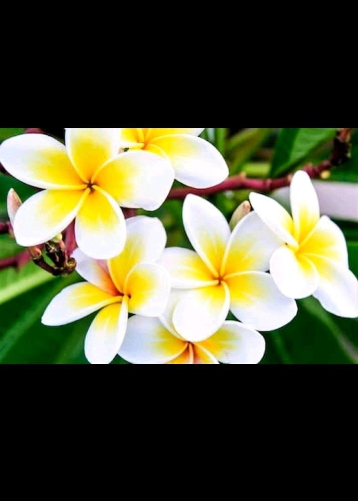 Champa Plant With Rooted