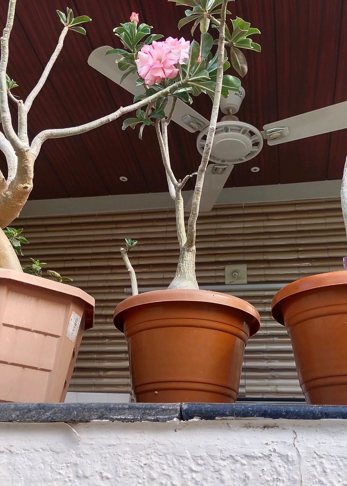 Adenium Double Petal Pink Flower Seeds 5