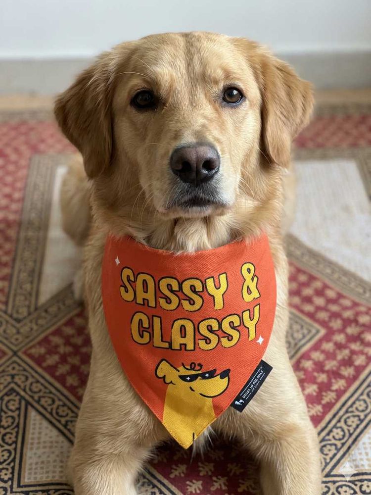 Dog clothing and toy combo