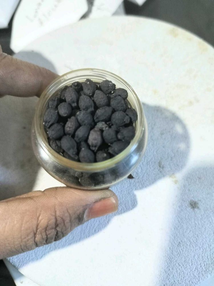 25 G Pink 4 0 Clock Flower Seeds With Container