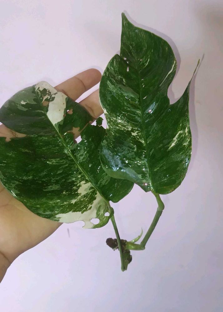 epipremnum pinnatum albo Cuttings