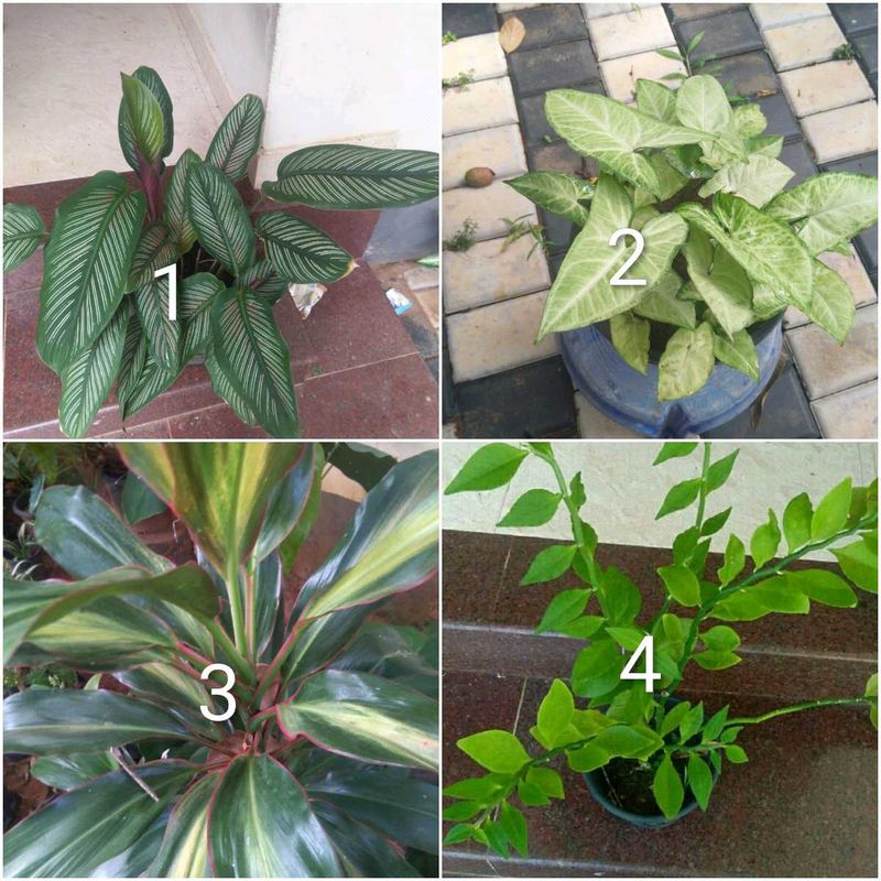 you can select 10 live root plants
