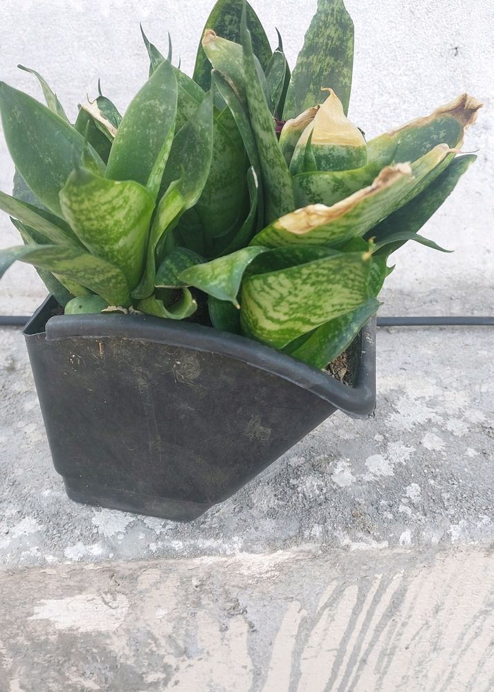 Whole1 Year Old Mature Dwarf Snake Plant