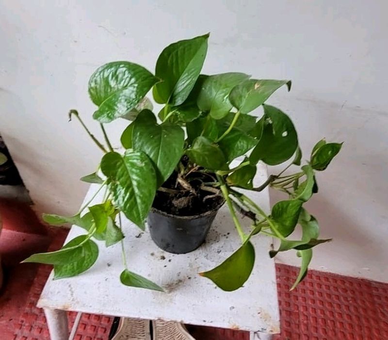 Evergreen Money Plant
