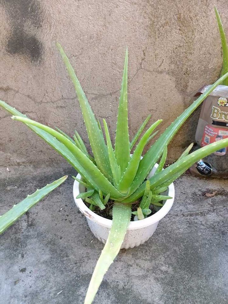 alovera plant