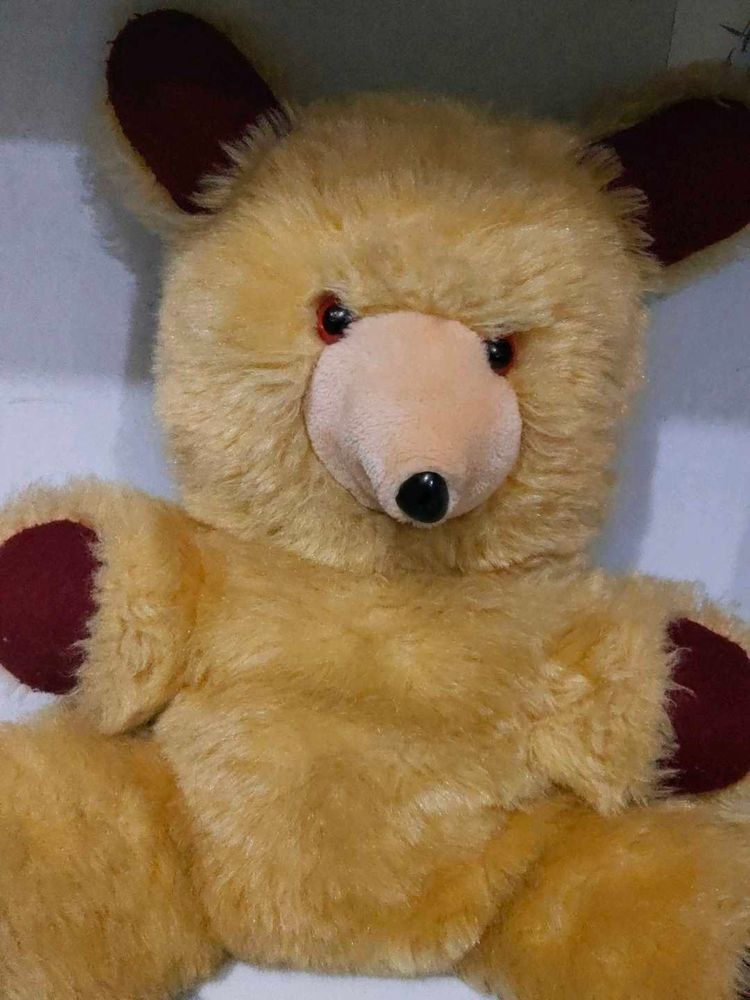 a teddy 🧸