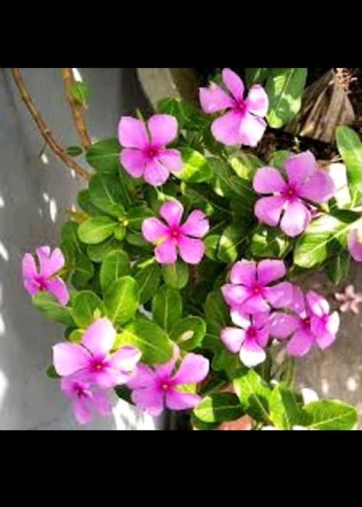 Vinca Flower Plant