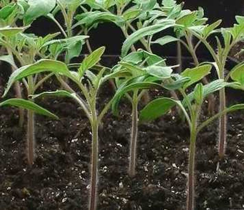 Healthy Tomato Seedlings or Saplings