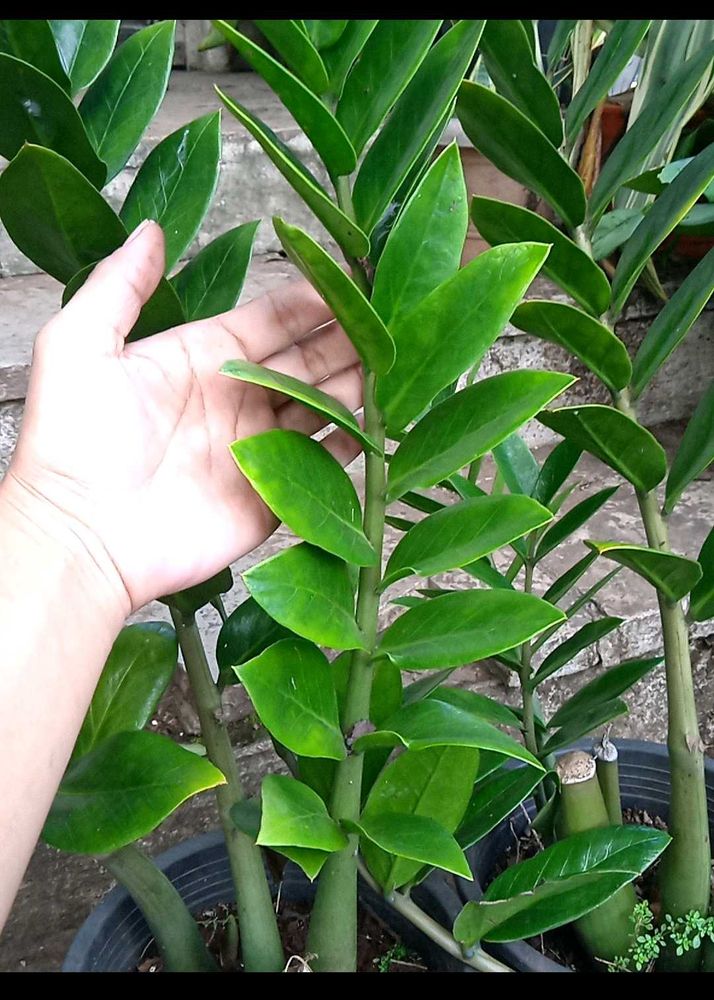 ZZ Plant