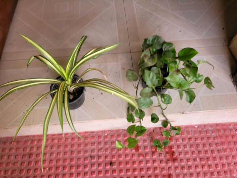 2 Set Money &amp; Pandanus veitchii Plants