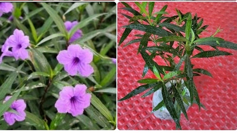Justicia pectoralis plant 🌵